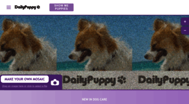 dogcare.dailypuppy.com