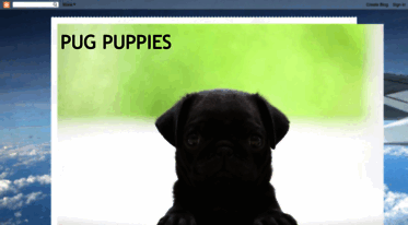 pug-puppies-pam.blogspot.com