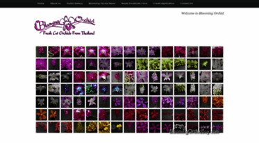 bloomingorchidboy.com
