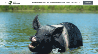 farmsanctuary.org