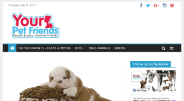 yourpetfriends.com